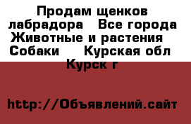 Продам щенков лабрадора - Все города Животные и растения » Собаки   . Курская обл.,Курск г.